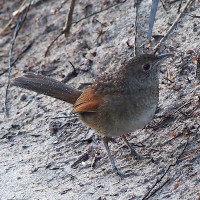 Western Bristlebird